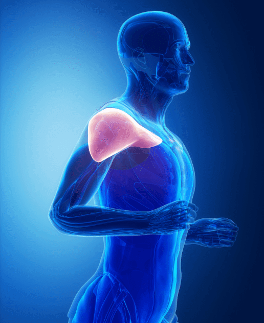 リアレイズのやり方と効果を解説 三角筋のトレーニング